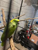Perroquet amazone nuque d or, Animaux & Accessoires, Oiseaux | Perruches & Perroquets, Perroquet