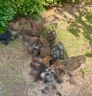 Brahma groothoender goudpatrijs, Plusieurs animaux, Poule ou poulet