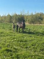 Dartmoor merrie met veulen, Dieren en Toebehoren, Paarden, Merrie