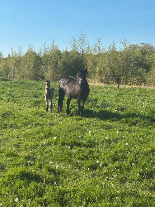 Dartmoor merrie met veulen, Dieren en Toebehoren, Paarden, Merrie
