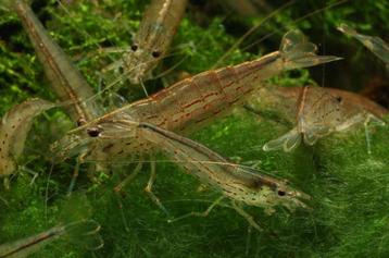 Caridina Japonica Amano garnalen (2–2,5 cm) beschikbaar voor biedingen