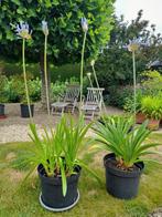 3 bloemige Agapanthus eigen kweek 8 euro, Tuin en Terras, Planten | Tuinplanten, Ophalen