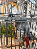 Grijze roodstaart papegaai + kooi, Dieren en Toebehoren, Vogels | Parkieten en Papegaaien