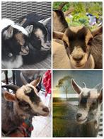 Geitjes ter adoptie.Verkocht en gereserveerd, Dieren en Toebehoren, Schapen, Geiten en Varkens, Geit