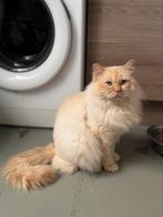 Ragdoll dekkater te koop, Dieren en Toebehoren, Kater, Met stamboom, 0 tot 2 jaar