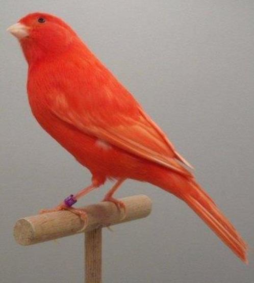Rode kanarie mannen en poppen schimmel en intensief, Dieren en Toebehoren, Vogels | Kanaries