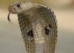 Prachtige slang Cobra Murano (slang uit glas), Enlèvement