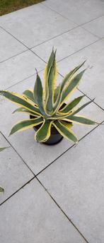 Mooie agave met gele rand., Tuin en Terras, Ophalen of Verzenden, Volle zon