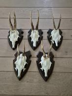 5 mooie ree geweien samen € 35j acht hut mancave kerst d65, Verzamelen, Dierenverzamelingen, Ophalen of Verzenden, Hert, Gewei of Kop