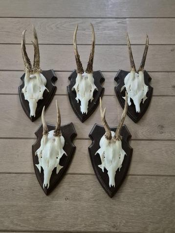 5 mooie ree geweien samen € 35j acht hut mancave kerst d65 beschikbaar voor biedingen