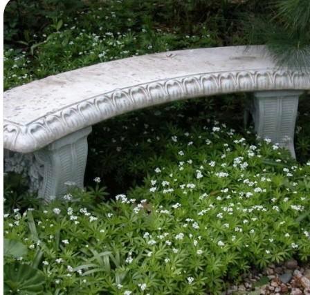 Gemakkelijke bodembedekker voor in de schaduw, Tuin en Terras, Planten | Tuinplanten, Vaste plant, Bodembedekkers, Volledige schaduw
