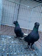 Mooi cirt tepeli akkuyruk, Dieren en Toebehoren