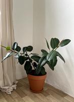 Ficus robusta, Huis en Inrichting, Kamerplanten, Ficus, In pot, Ophalen