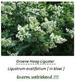 PLANTES DE HAIE VERTES LIGUSTRUM (Troène, persistant vert), Jardin & Terrasse, 100 à 250 cm, Enlèvement, Troène, Haie