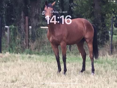 Paard, Dieren en Toebehoren, Paarden, Merrie, Zadelmak