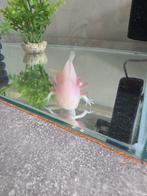 Axolotl with aquarium