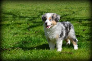 Border Collie pups beschikbaar voor biedingen