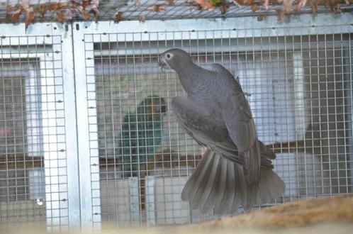 Perroquet Grand Vasa couple 2011, Dieren en Toebehoren, Vogels | Parkieten en Papegaaien, Papegaai, Meerdere dieren, Geringd