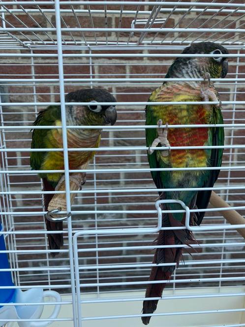 HALF TAMME PYRRHURAS NU 100 EURO/KOPPEL, Dieren en Toebehoren, Vogels | Parkieten en Papegaaien, Papegaai, Meerdere dieren