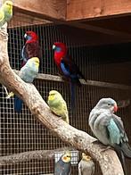 Rosella koppel, Dieren en Toebehoren, Vogels | Parkieten en Papegaaien