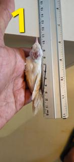 Femelles chardonneret lutino faciato micro, Vrouwelijk, Wildzangvogel, Geringd