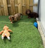 Prachtige langharige dwergteckel pups, Animaux & Accessoires, Chiens | Teckels & Bassets, Parvovirose, Poils longs, Plusieurs