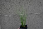 Allerlei soorten siergrassen (planten), Ophalen, Zomer, Vaste plant, Siergrassen