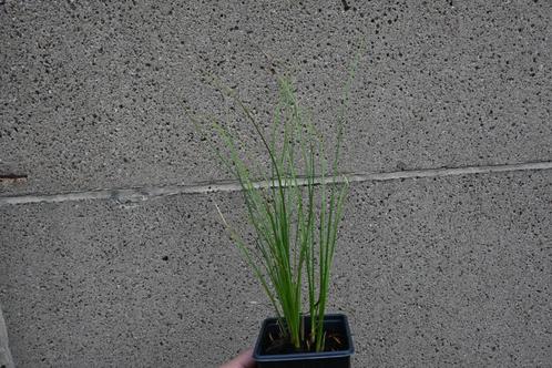 Allerlei soorten siergrassen (planten), Tuin en Terras, Planten | Tuinplanten, Vaste plant, Siergrassen, Zomer, Ophalen