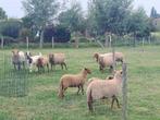 Ardense voskoppen te koop, Dieren en Toebehoren, Schapen, Geiten en Varkens, Meerdere dieren, Schaap