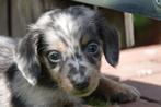 Prachtige langharige dwerg teckel pups, Dieren en Toebehoren, België, CDV (hondenziekte), 8 tot 15 weken, Dwerg