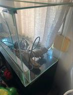 Terrarium voor Pogona in perfecte staat — 80x40x50 cm, Ophalen, Zo goed als nieuw, Terrarium of Paludarium