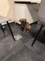 Chiots Cano Corso, Bouledogue, Plusieurs, Hépatite contagieuse (maladie de Rubarth), Belgique