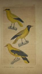 Gravure 3 oiseaux lot 155, Antiquités & Art, Art | Eaux-fortes & Gravures, Enlèvement ou Envoi