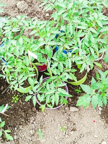 plants de tomate beschikbaar voor biedingen