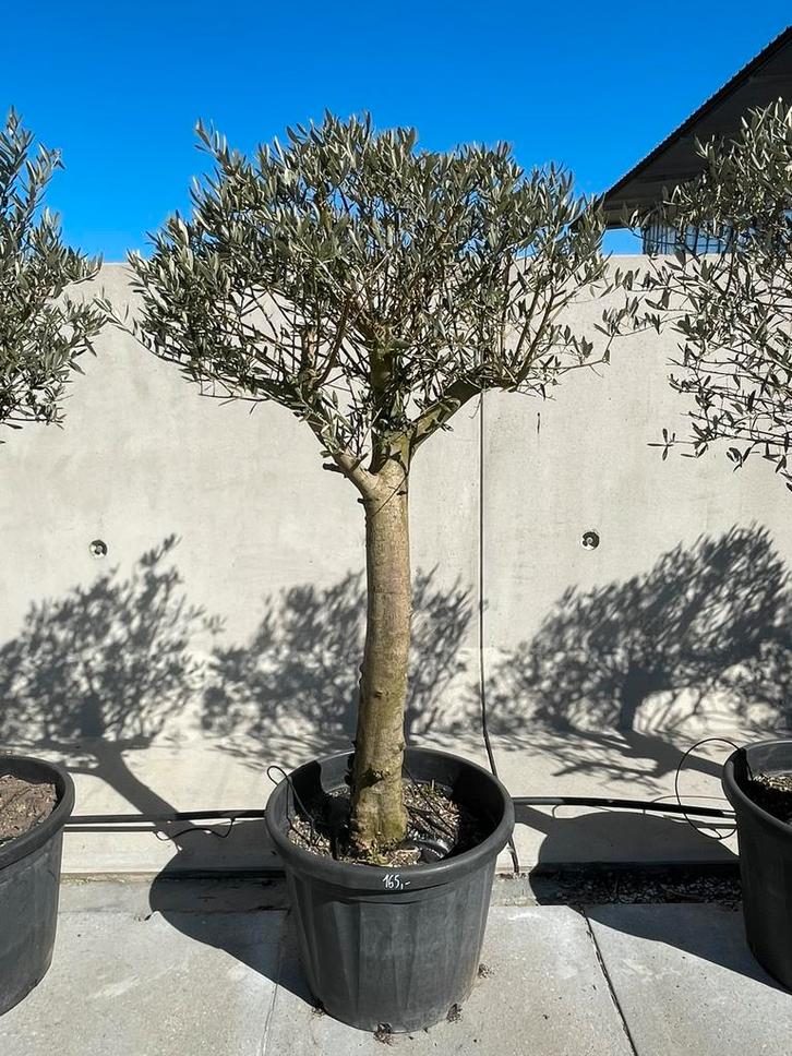 Olijfbomen aan scherpe prijzen!!!, Tuin en Terras, Planten | Bomen, Olijfboom, 100 tot 250 cm, Volle zon, Lente, In pot, Ophalen