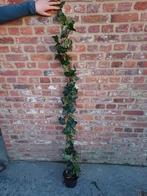 Hedera hibernica (klimop) 125/150cm, Jardin & Terrasse, Enlèvement ou Envoi