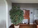 Plante, Ficus, Halfschaduw, In pot, 200 cm of meer