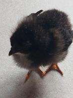 Broedeieren zijdehoen en Cemani, Dieren en Toebehoren, Pluimvee