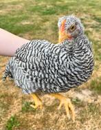Amrock en Brahma haantje 8 weken oud, raszuiver, gratis, Dieren en Toebehoren, Pluimvee, Mannelijk, Kip
