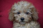 Cavapoo pups = kruising poedel x Cavalier, Dieren en Toebehoren, België, 15 weken tot 1 jaar, HCC (leverziekte), Meerdere