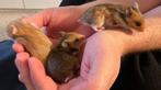 Handtamme goudhamster/syrische hamster mannelijke, Dieren en Toebehoren, Hamster, Mannelijk, Tam, September