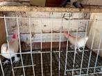 Takla Jonge duiven om te vliegen, Dieren en Toebehoren