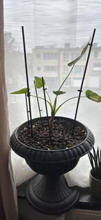 Alocasia + high pot, Ophalen