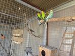 7 jonge grasparkieten, Dieren en Toebehoren, Vogels | Parkieten en Papegaaien