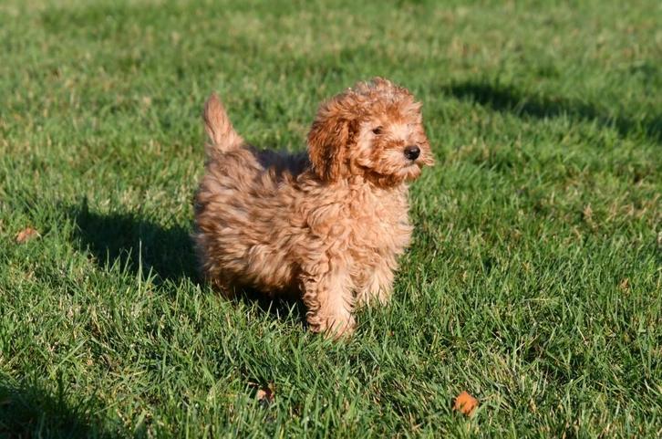 Dwergpoedel pups te koop, Dieren en Toebehoren, Honden | Chihuahua's en Gezelschapshonden, Meerdere dieren, Poedel, Fokker | Professioneel