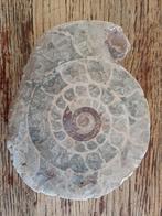 Ammonites d'Indonésie - 20€/pièce, Collections, Fossile, Enlèvement ou Envoi