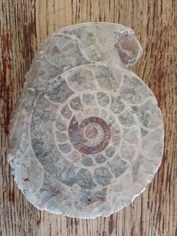 Ammonites d'Indonésie - 20€/pièce