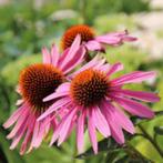 Echinacea Magnus, Tuin en Terras, Ophalen, Volle zon