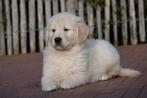 Magnifiques chiots Golden Retriever avec pedigree, Golden retriever, Plusieurs, Hépatite contagieuse (maladie de Rubarth), Belgique