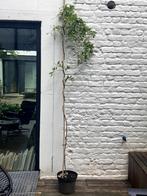 glycine, Tuin en Terras, Planten | Tuinplanten, Ophalen, Lente, Vaste plant, Klimplanten